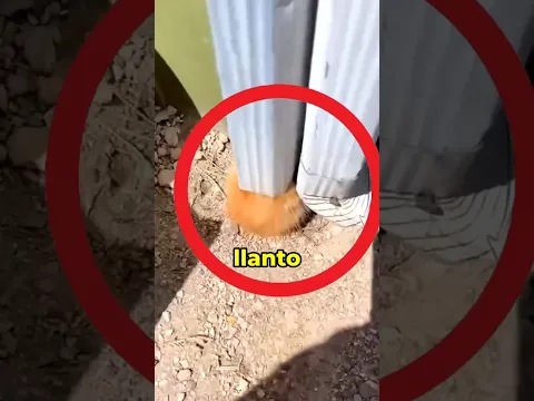 ¡Escuchó Gritos en una Tubería y NO Creerás lo Que Rescató! 😢