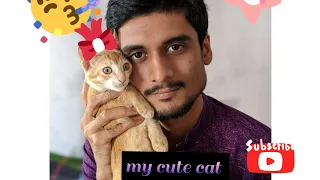 Try to stay SERIOUS - Friday's most funny CAT videos..... kot, ywnn, mačka, gat, ráta, gatto, katė,