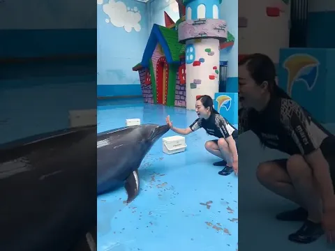 Dolphin love 😍  humans