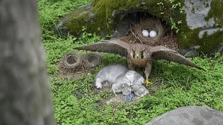 [AI Healing] Kitten and Small Birds in the Garden