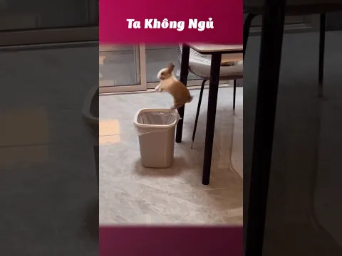 Báo thủ mới nổi nè 🐰 #takhongngu