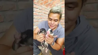 Esta canina 🐶🐶 parió en pleno rescate, así están sus crías!!!