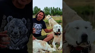 Kurt Mu Kangal Mı Bu Defa İşin En Uzmanına Sorduk!