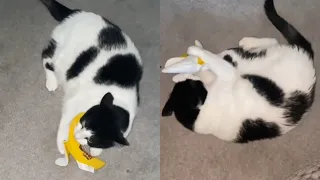 This Cat Is Completely Obsessed With Her Banana Toy