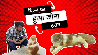 billu ke sasur ne billu ka kiya jeena haraam😂🤣 #cat #catcomedy #catvideo #viralcat