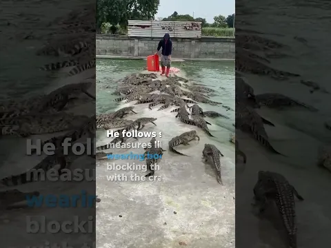 Farmer feeds crate of fresh meat to over 10,000 crocodiles #Shorts