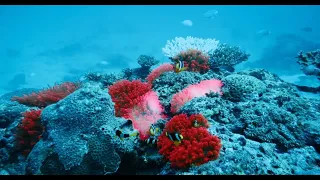 Coral Reefs Maldives