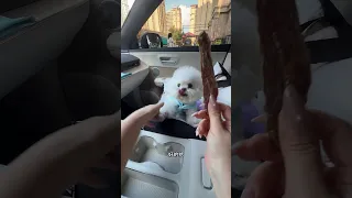今天帶漂漂去玩水 #比熊