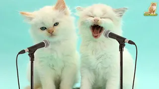 MARHABAN YA RAMADHAN COVER KUCING KEMBAR | Kucing Sholawat
