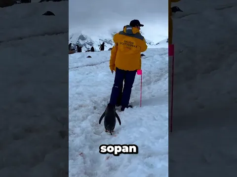 penguin yang sangat sopan🐧