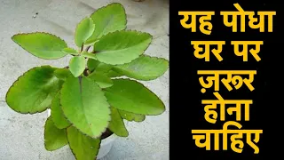 पत्थरचट्टा के पौधे से होंगे ये अनगिनत फ़ायदे ।Patharchatta Plant Countless Benefits |