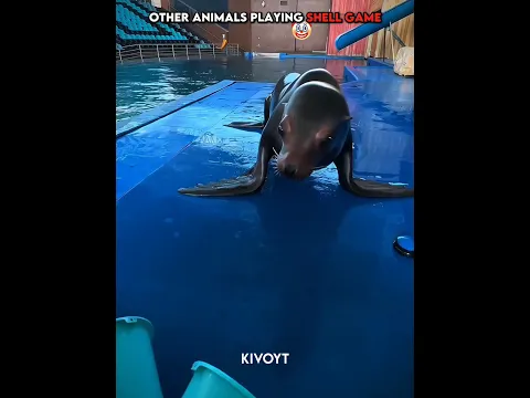 Other animals playing shell game vs Cat 💀 #edit #animal #skulledit #usa