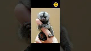 Discover The 334 Amazing Monkey Breeds From Around The World