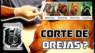 🐶 Corte de Orejas: ¿Beneficio o Crueldad? Descúbrelo Aquí