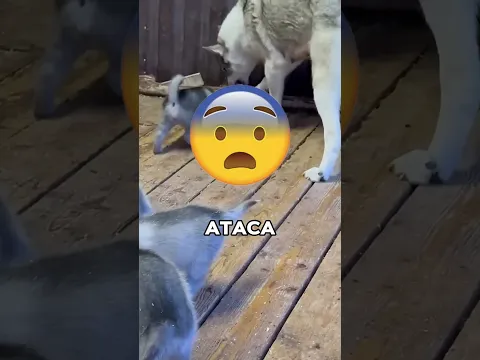 Poor Puppy Was Attacked😭 #viralvideo