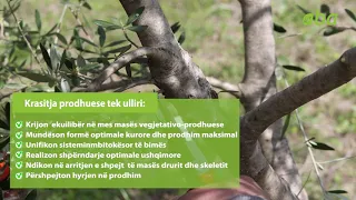 Këshilla praktike për krasitjen në ullinj