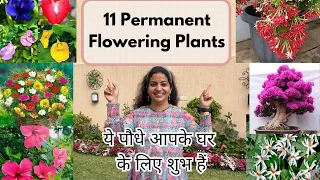 BEST 11 PERMANENT FLOWER PLANTS FOR EVERY HOME | ये पौधे घर के लिए शुभ माने गए हैं  #flowers