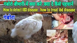 गम्बोरा बीमारी मे क्या करे कैसे पहचाने | poultry ibd disease