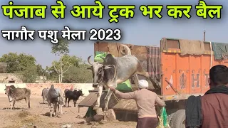 पंजाब से आए ट्रक भर कर बैल | Nagaur pashu mela 2023 | Nagaur mela 2023 | नागौर पशु मेला 2023