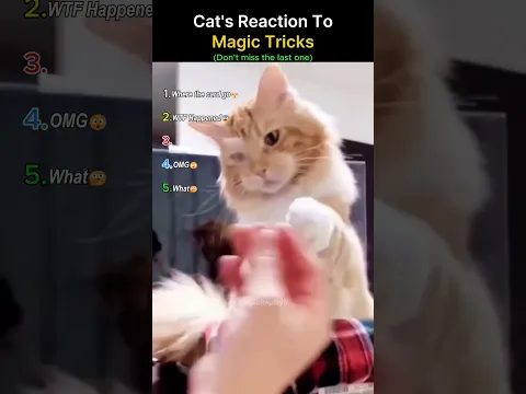 Cat Reaction To Old Magic Tricks 😨 #magic #catshorts #funny