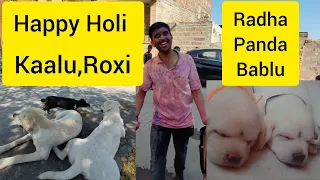 Happy Holi | Kaalu, Roxi, Radha, Panda, Bablu | Labrador Dog Family |