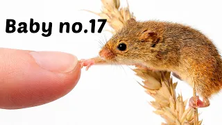 I Raised a Family of Tiny Mice (In 80 Days)