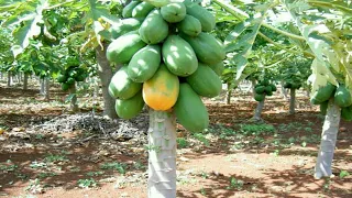 Aprenda a plantar mamão do jeito mais fácil que existe !!