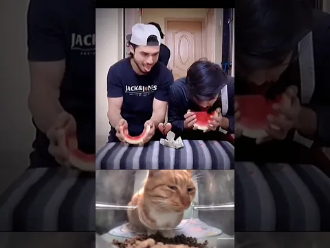 nice try bro😂#cat #funny #explore #memes #bombastic #viral #shorts