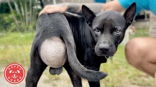 Two Dogs in Desperate Need – A Challenging Rescue in Thailand