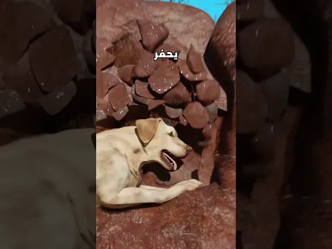 دفنه تحت الارض وسافر هو وعائلته ولما رجع
