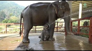 A Two Years Journey Of Baby Elephant Pyi Mai And Her Mother Kham Moon - ElephantNews