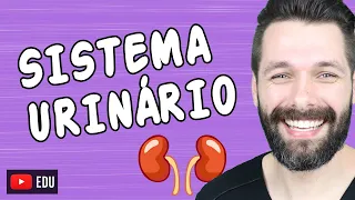 ÓRGÃOS DO SISTEMA URINÁRIO | Biologia com Samuel Cunha