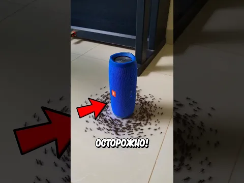 Почему Муравьи Бегают По Кругу?