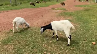 My Goat have alot of colors so beautiful guys 