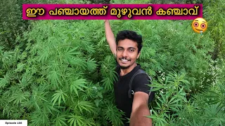 കഞ്ചാവ് തോട്ടത്തിൽ പെട്ട ദിവസം🍃Katagla Village Himachal | EP 166