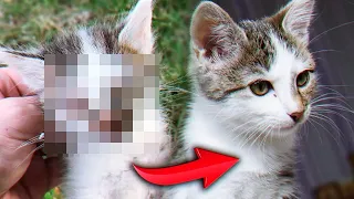 Ветеринар сказал, что котенка уже не спасти, но мы решили попробовать / SANI vlog