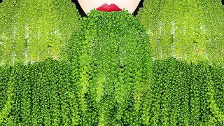 ASMR SEA GRAPES *SATISFYING CRUNCHY EATING SOUNDS, BIRD GLASS DRINKING SOUNDS 신기한 물 먹방 Abbey ASMR