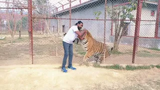How to tame on fingers the wild Bengal tiger And Tiger Listen Tiger ROAR |Asif shero wala