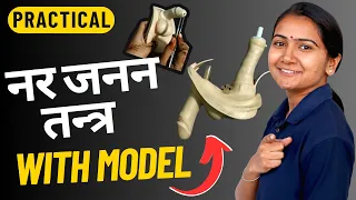 2 मिनट में नर जनन तंत्र | Full Explained with model | Male Reproductive System | Bio Practical