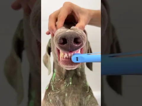 МЫ ОТПРАВИЛИ ОСКАРА НА СПА-ПРОЦЕДУРЫ 😱 @4lapy_ru