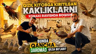 QIZIL KITOBGA KIRITILGAN KAKLIK QUSHINI XONAKI KO’PAYTIRISH