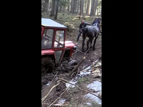 IMT 539 and HORSE !!!  #shorts #horses #tractors