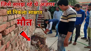 अजगर समझकर जिसके पास खेलती थी छोटी बच्ची,वो निकला साक्षात मौत।😨 जब निकला एशिया का सबसे खतरनाक सांप!