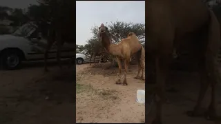 جديد مركز سليم بن شالح وشريكه لبيع جميع انواع الإبل 0538008009