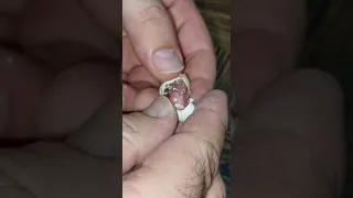 انقاذ طير كوكتيل من داخل البيضه بالفقاسه