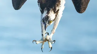 8x Slow Motion Osprey Battles Huge Fish in the Surf - Brutal!