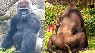 Jabali Got Scolded by Tayari!😆🤪🤣呷百二被塔莉修理了！