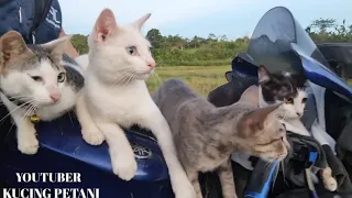 PULANG DARI KEBUN BONCENGAN 5, SATU ORANG 4 KUCING
