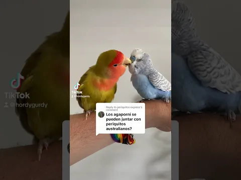 Se pueden juntar agapornis con periquitos australianos?