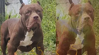 Pitbull monster dog #lekthebestkennel